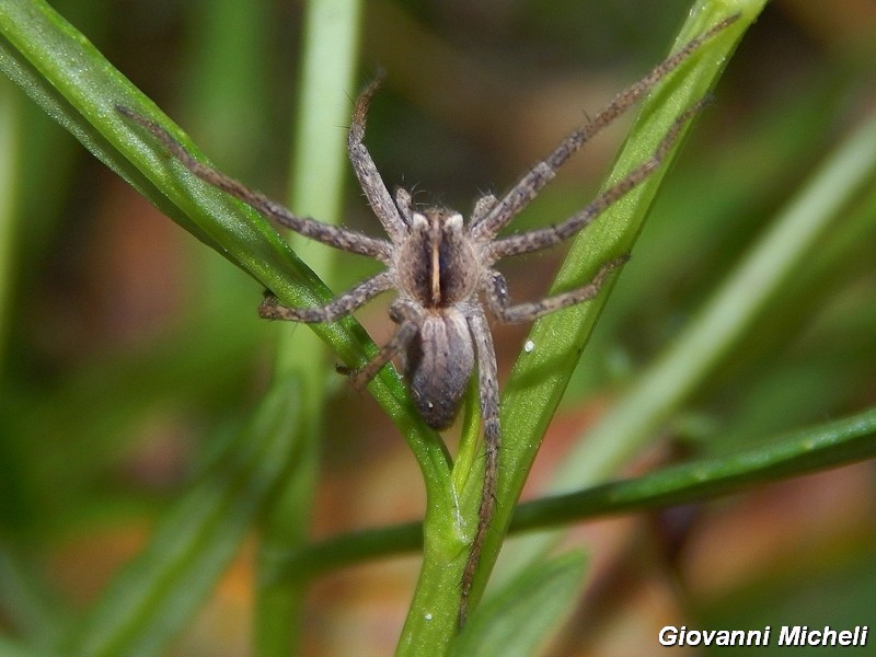 Serie di Araneae del Parco del Ticino